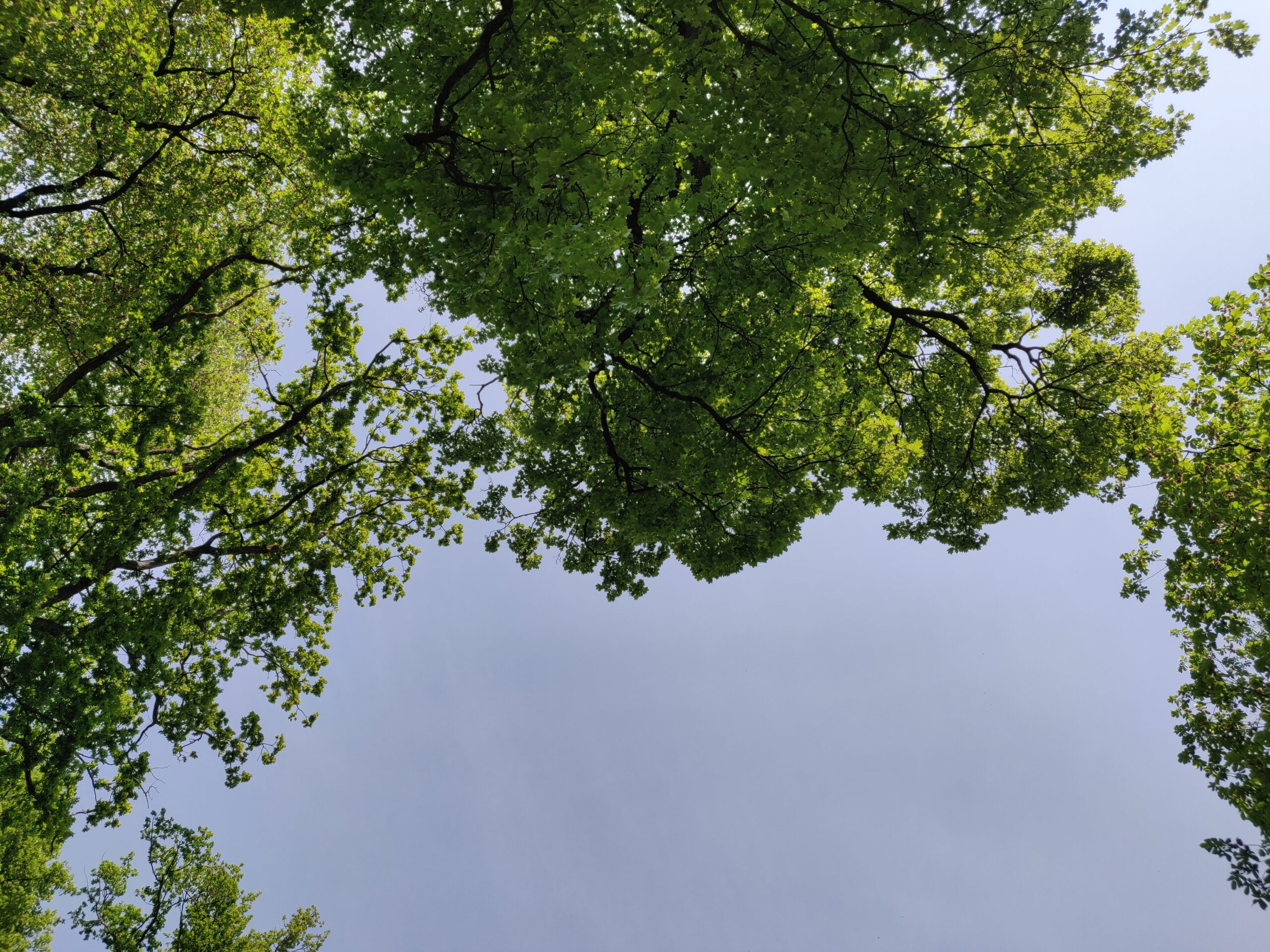 Att se upp mot trädkronorna kan vara hypnotiskt