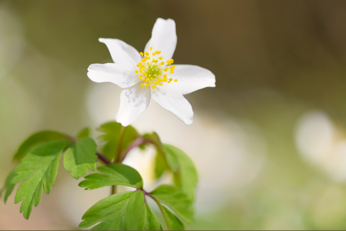 En hypnos för att växa med våren - hypnos för förändring